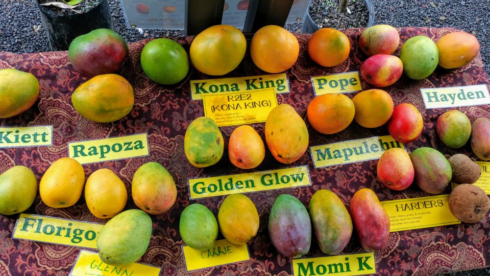 Delhi Gets Ready for 31st Mango Festival