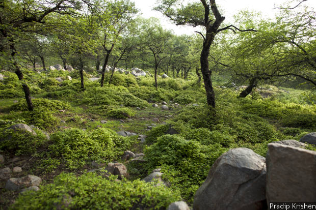 Aravalli Forests