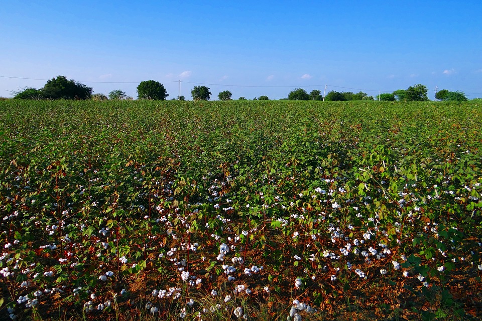 Organic farming Taking root in India