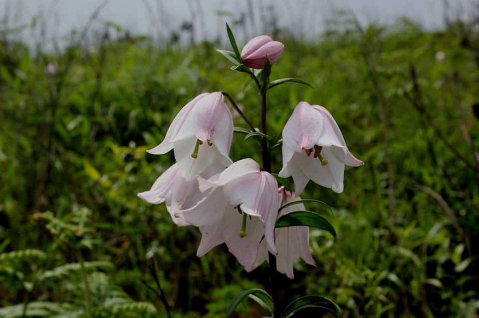 Shirui Lily Festival, 2019 Comences