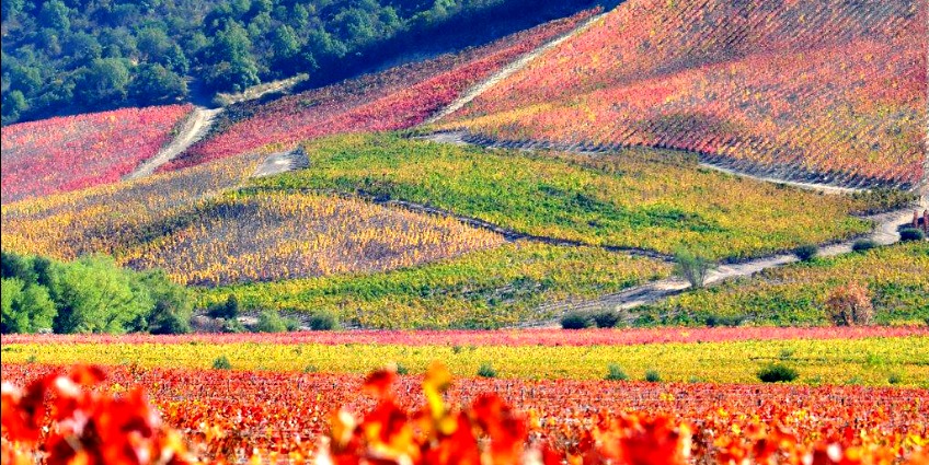 Chile's Colchagua Valley is well known for wine production and wine tourism